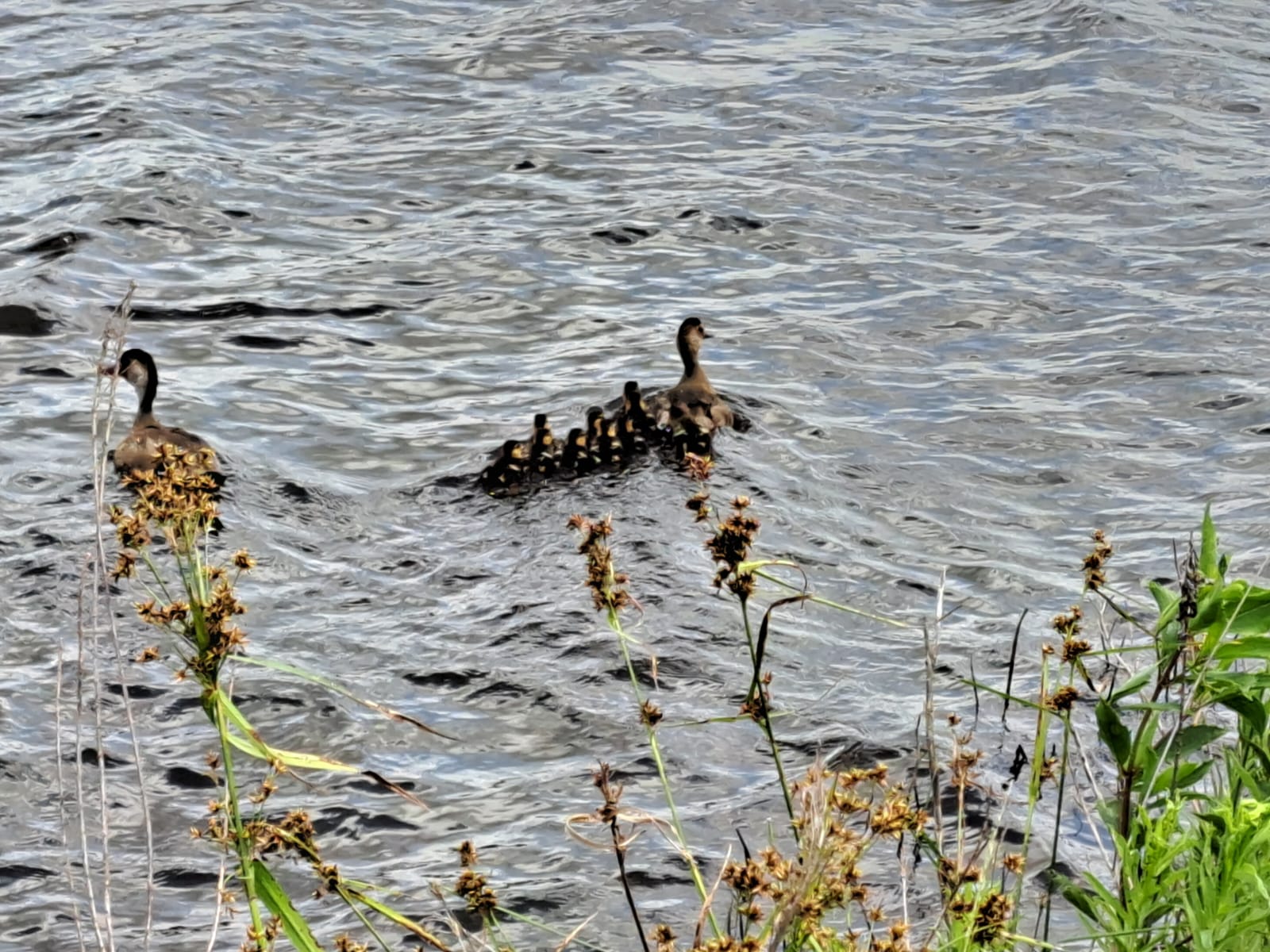 Ocorrência ambiental: Bombeiros Voluntários encaminham aves silvestres para habitat natural